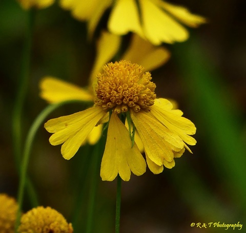 {Helenium amarum}